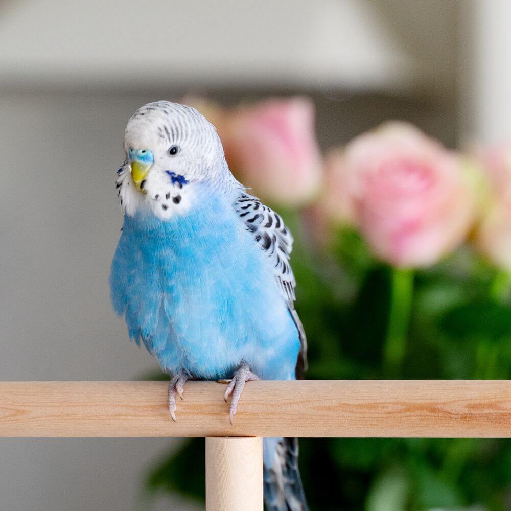 Blue bird sitting on wood stick