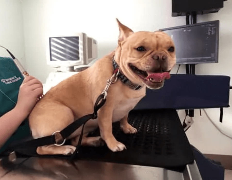 Dog under laser treatment