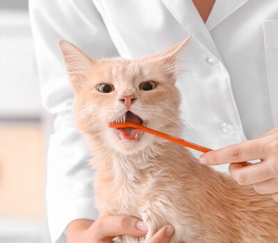 Veterinarian Brushing Cat's Teeth