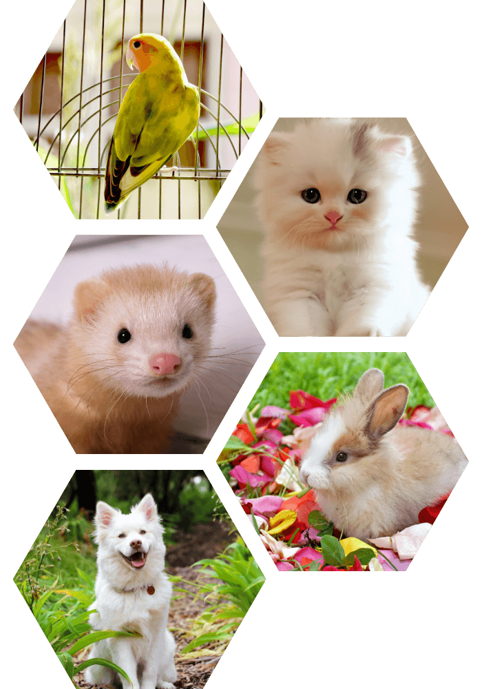 Collage image of various pets