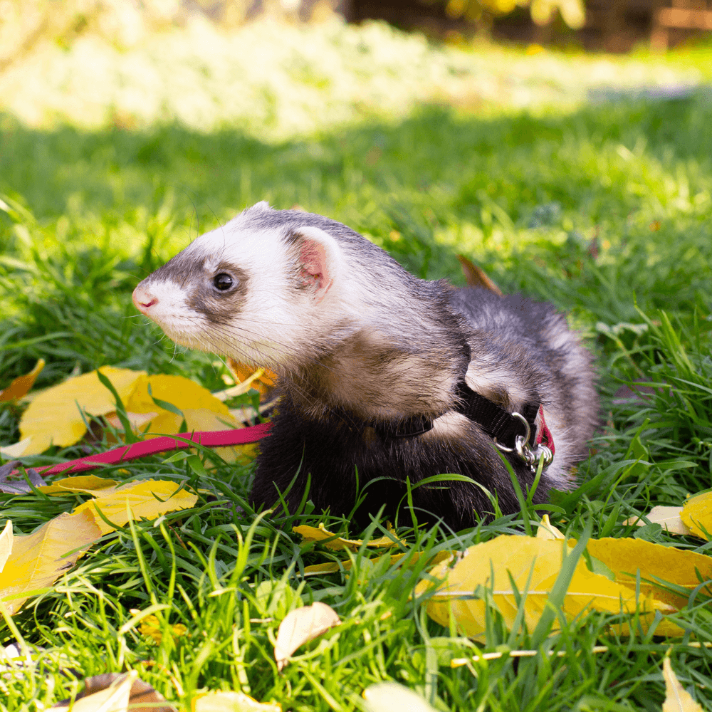Ferret with a collar on a grassy area