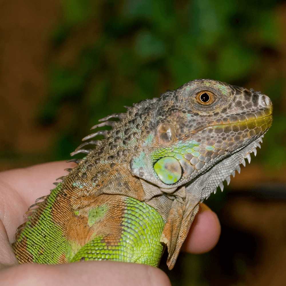 Person's hand holding an iguana
