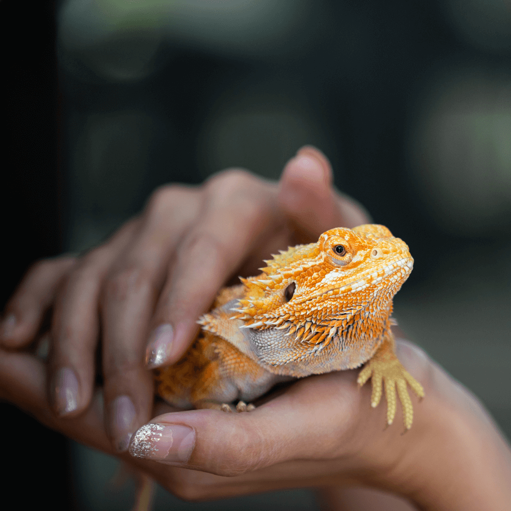 A person holding an iguana