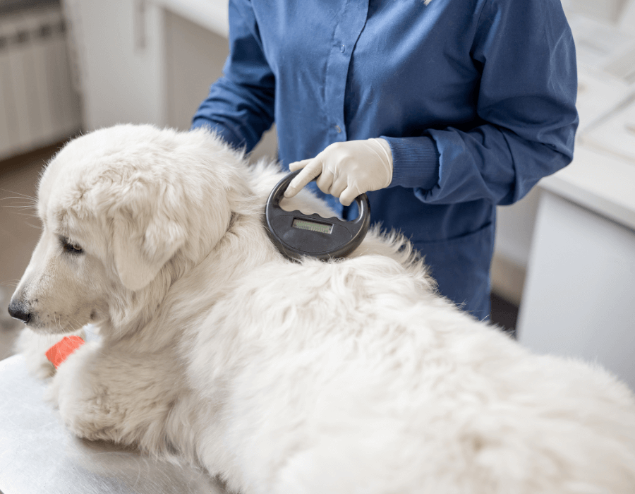 Veterinarian checking microchip implant of a dog