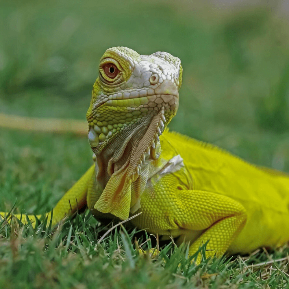 yellow iguana lying on grass
