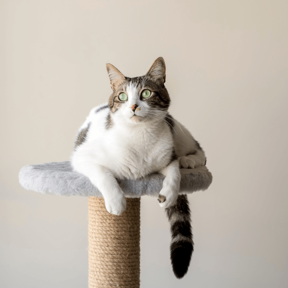 A cat sitting on a cat tree
