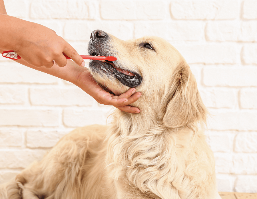 A person brushing a dog's teeth