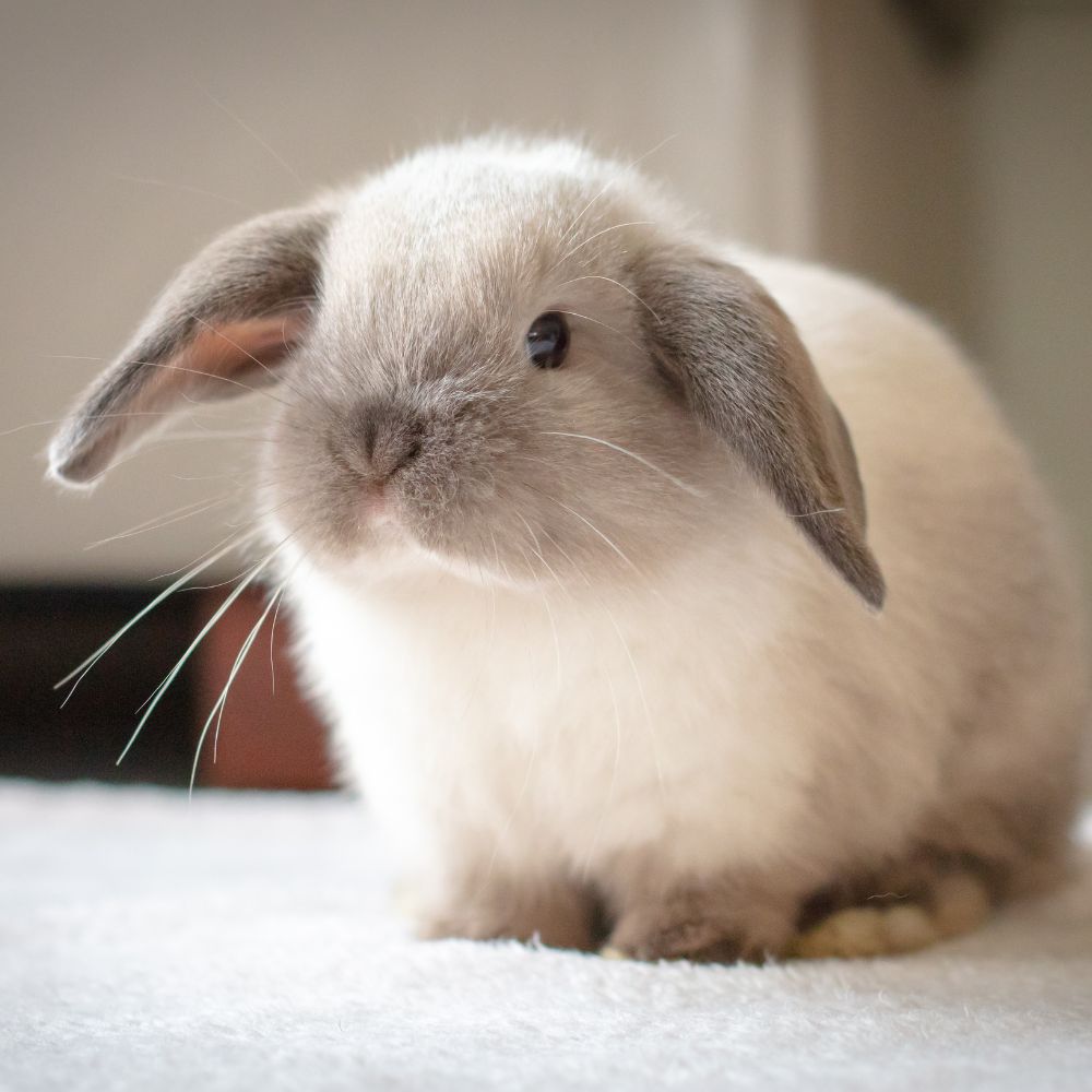 close up of a rabbit