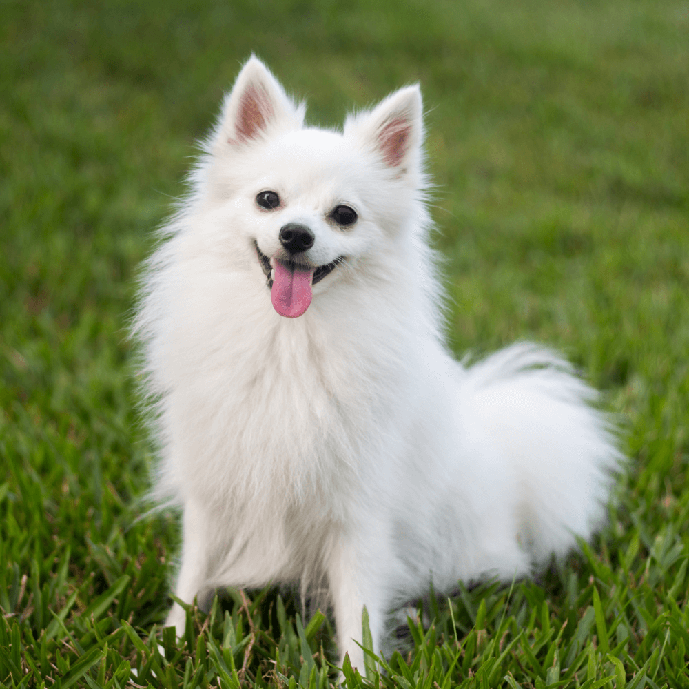 a dog sitting on grass