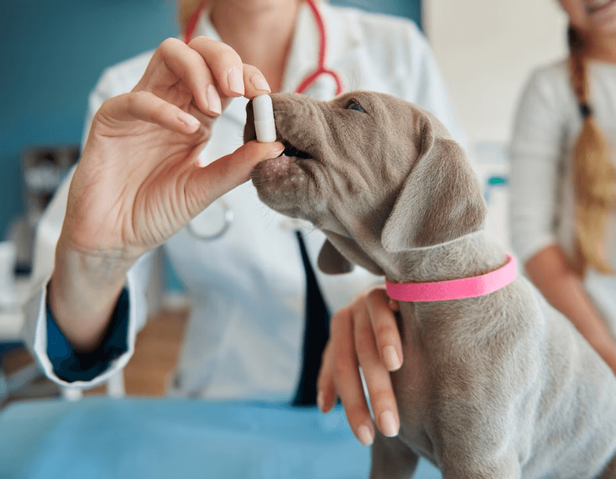 Veterinarian giving medicine for a dog