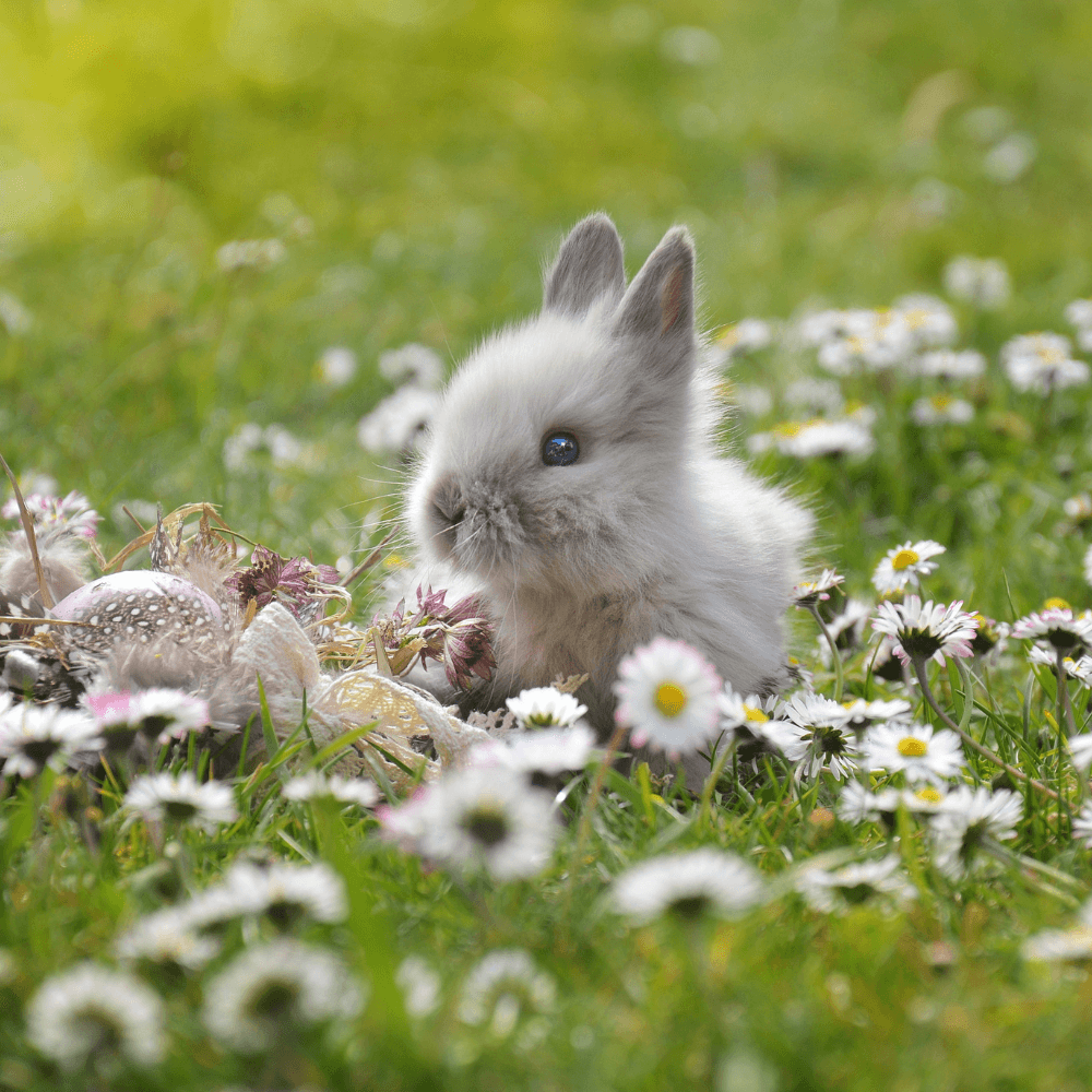A little rabbit in a grass field