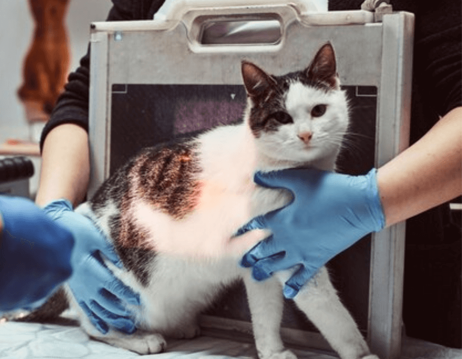 Veterinary staffs taking X-ray of a cat