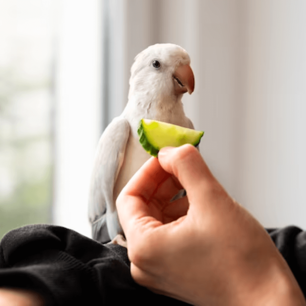 Person's hand offering cucumber to a parrot
