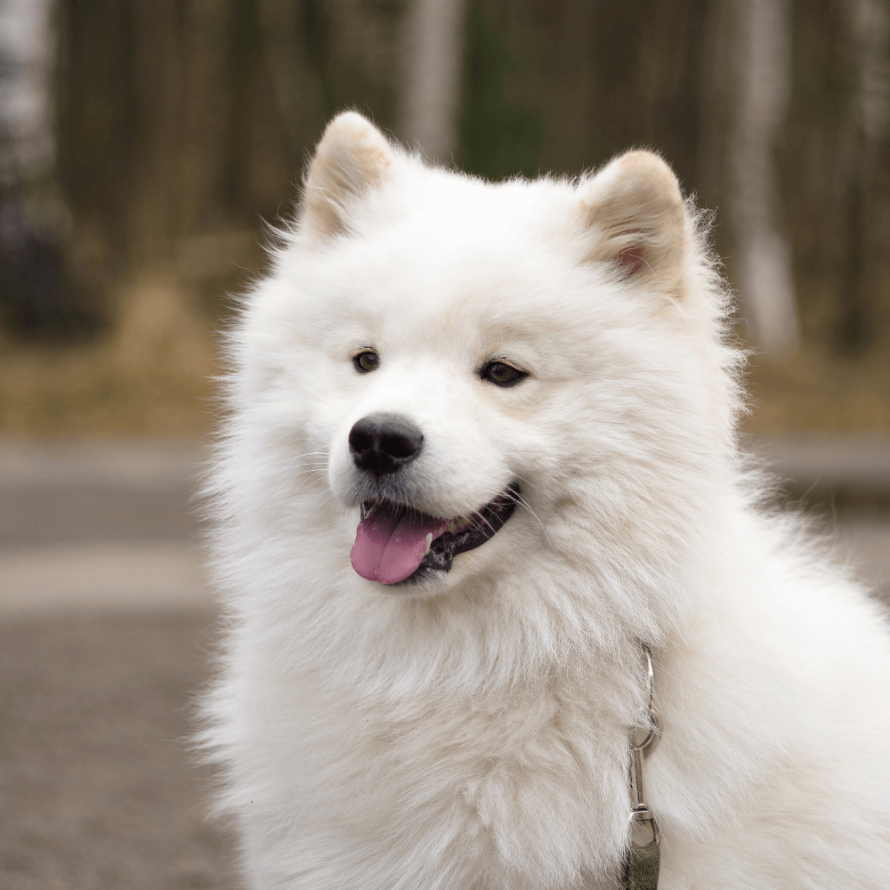 Close up of a happy white dog
