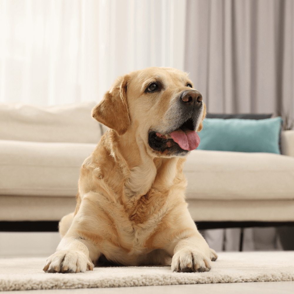 a dog laying on a carpet indoors