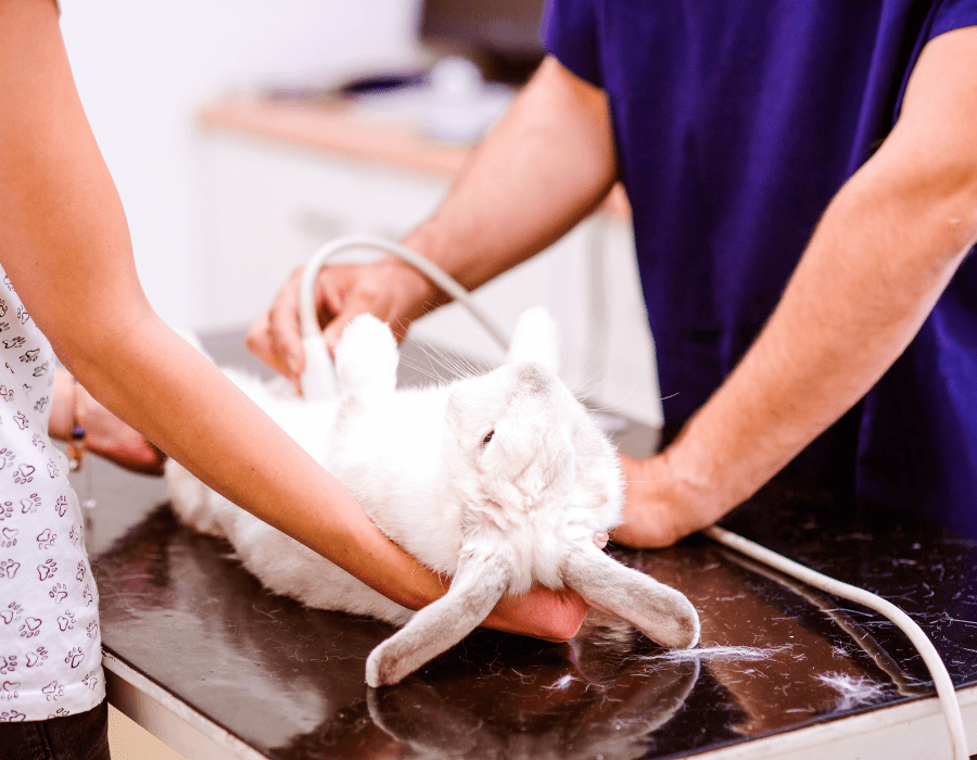 Veterinarian performing ultrasound of a rabbit