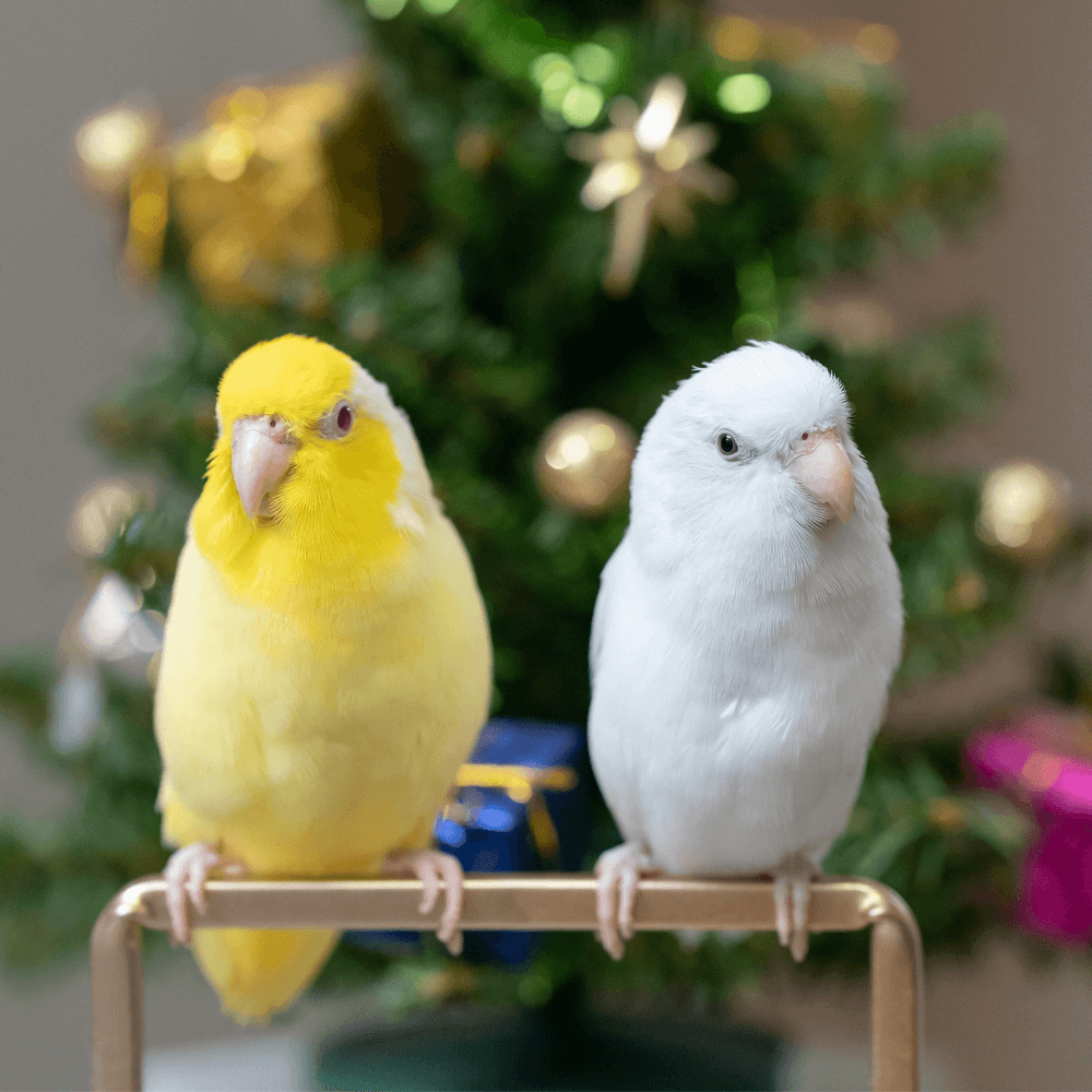 two birds sitting on a perch