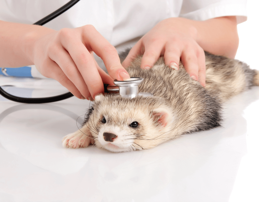 Veterinarian examining a ferret