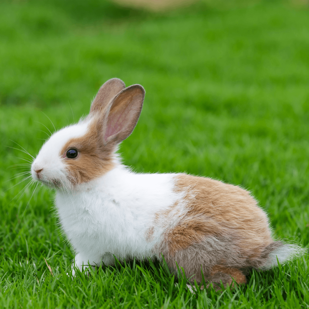 a rabbit laying on grass